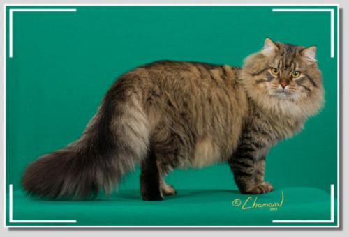 ��������� Znat Luchezar (����)