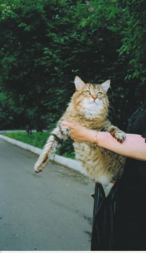 Tigris Golden Allegransa (����)