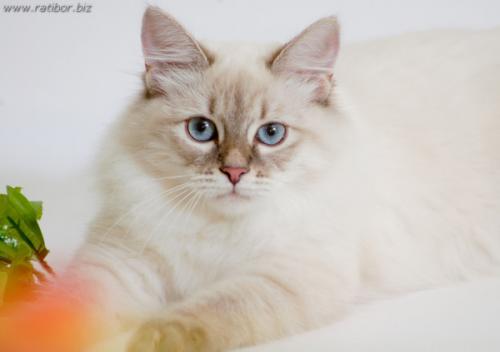 Ratibor Diana (����)