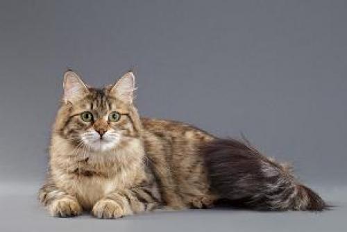 ������� ������� �������� (����)
