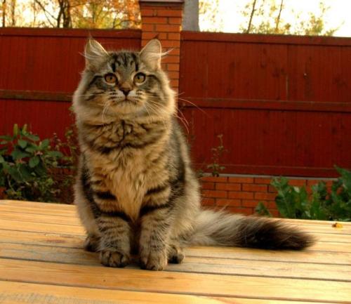 ������� ������� ������� (����)