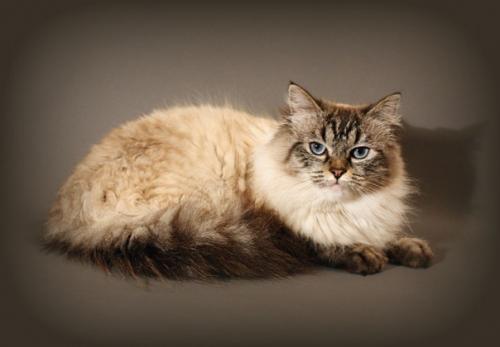 Udacha Golubushka iz Imperii Cat (����)