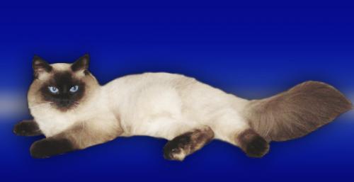 Favorite El Angel Felino (����)
