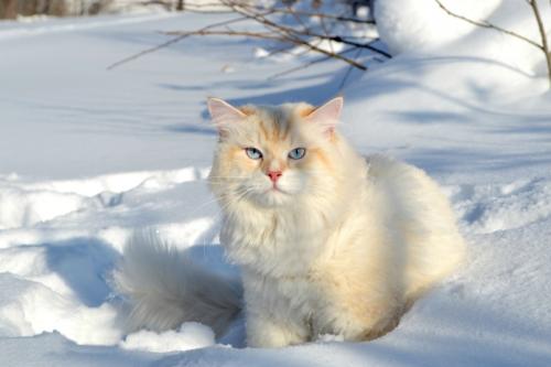 Jupiter Snowfall ()