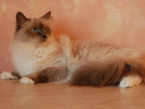 ����� ������� ������� (����)