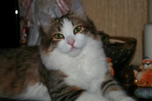 Lavanda Manchzhury (����)