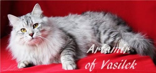 Artamir of Vasilek (����)