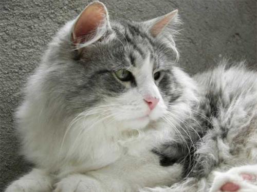 Quoronel Siberian Bastet (����)