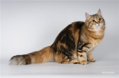 ����� ������ (����)