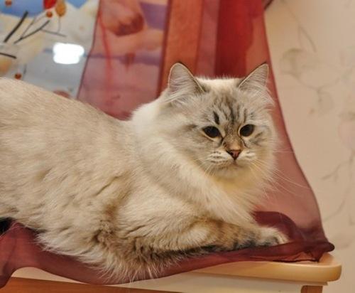 Germiona Sibirskoe Chudo (����)