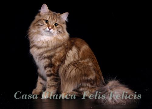 Casa Blanca Felis Felicis (����)