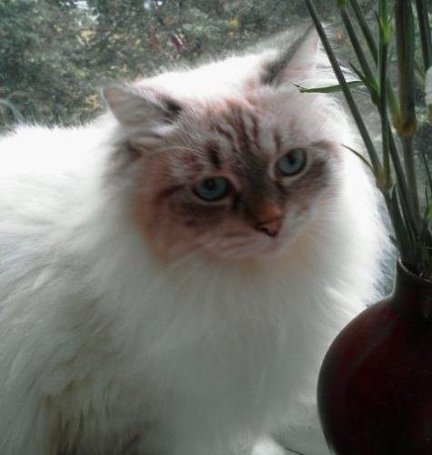 Elena the beautiful Zhemchug Nevy (����)