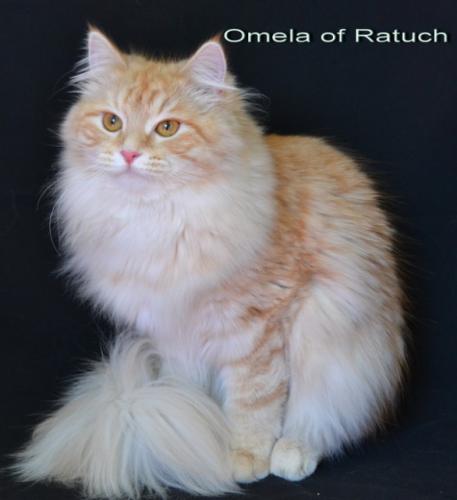Omela of Ratush ()