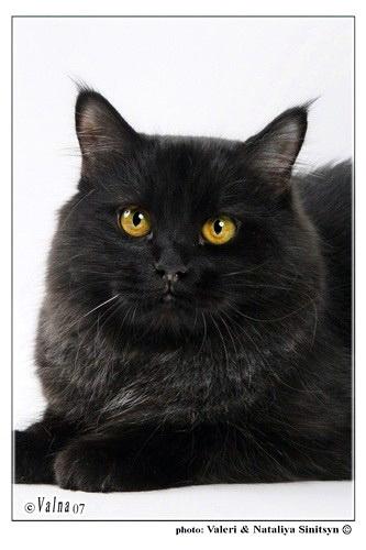 ������ ������� ������ (����)
