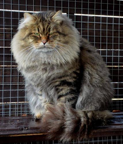 Н сиб. Окрас sib n23. Сибирская кошка n22. Сибирский кот родословные. N 23 Cat.