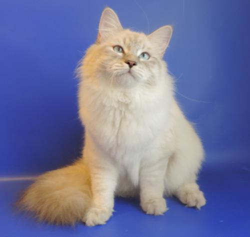 ����� ����� ���� (����)