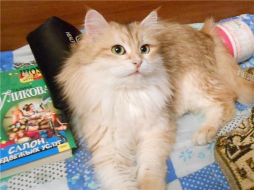 Sadzhi for Slavicat (����)