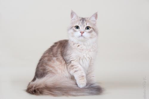 Zimushka Slavicat of Russian Soul (����)