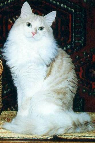 ����� ����� ��� (����)