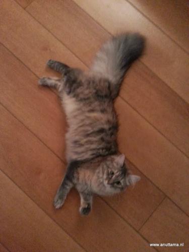 Anuttama Caro Floortje (����)