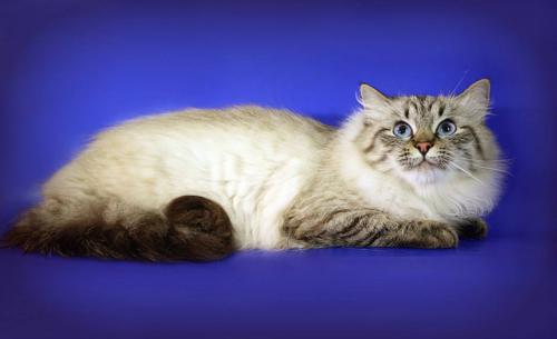 Crimean House of Cat's Jelna (����)