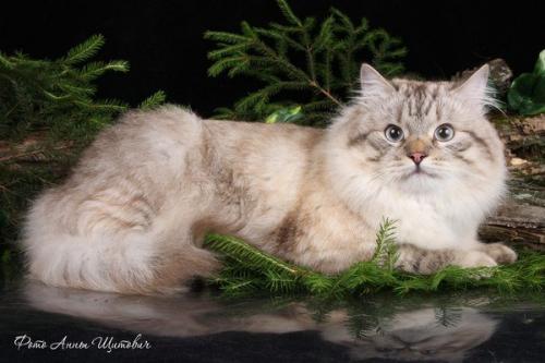 Jaromir Sibirskoe Chudo (����)
