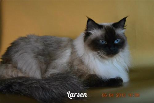 Larsen ()