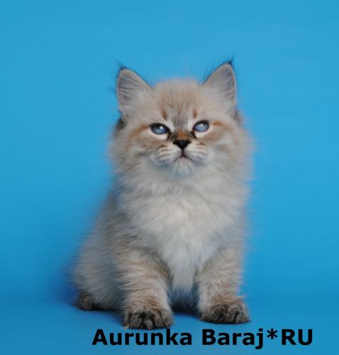 Aurunka Baraj*RU ()