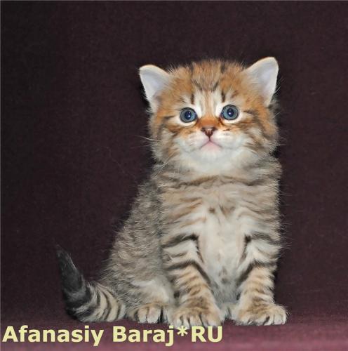 �������� Baraj*RU (����)