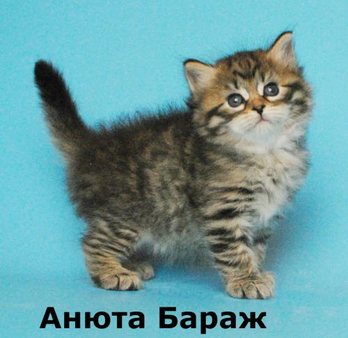 ����� Baraj*RU (����)
