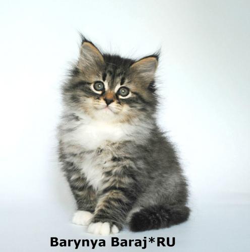 Barynya Baraj*RU ()