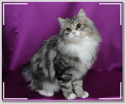 RocKaRan Rozalina Luchezarovna (����)