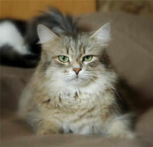 ���� ������ �� ������� ������� (����)