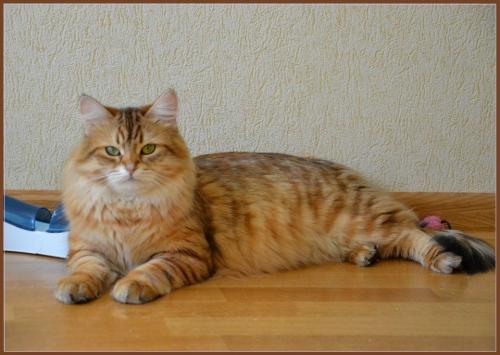 Bozhena Vivalavita*RU (����)