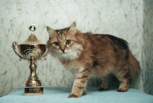 Patrysya Golden Allegransa (����)