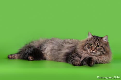 ������ �������� (����)