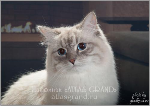 IZUMINKA SNEJNAYA ZIMA of ATLAS GRAND (����)