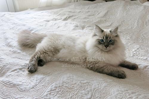 Amur ATLAS GRAND (����)