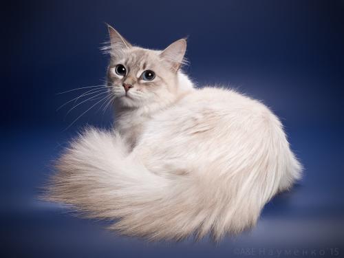 Cheremuha Snowy Tale (����)