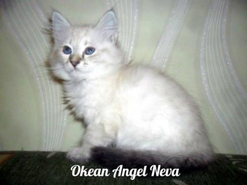 Okean Angel Neva ()