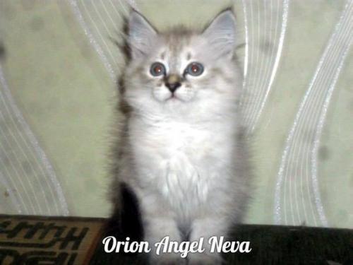 Orion Angel Neva ()