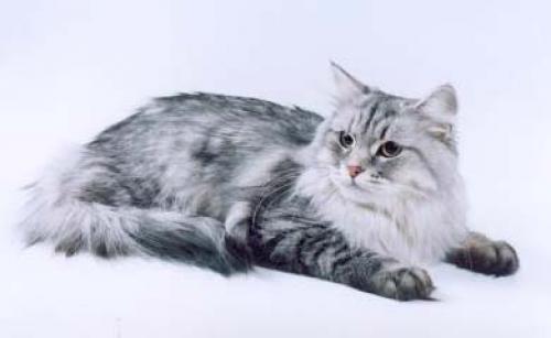 Izuminka Onix Gloria (����)