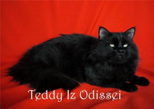 Teddy IZ Odissei ()