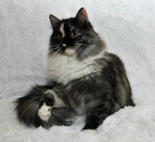 Orina Syberia (����)