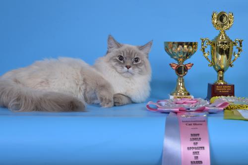 Gracziya Nevskiy Sapfir (����)