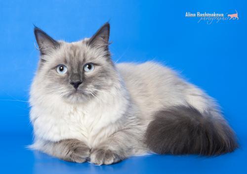 Bounty Siberian Celebrity ()