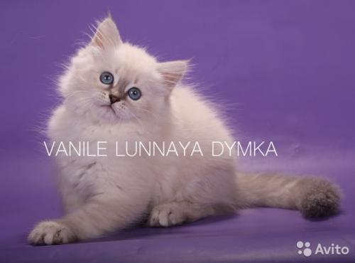 Vanile Lunnaya Dymka ()
