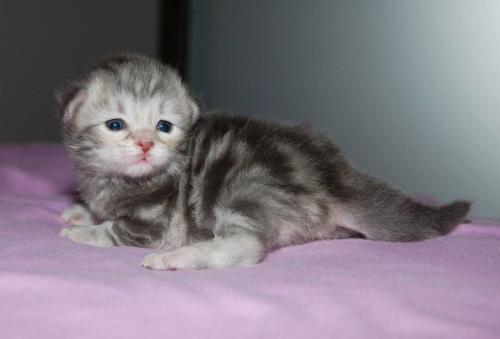 Glafira Siberian Sapphire (����)