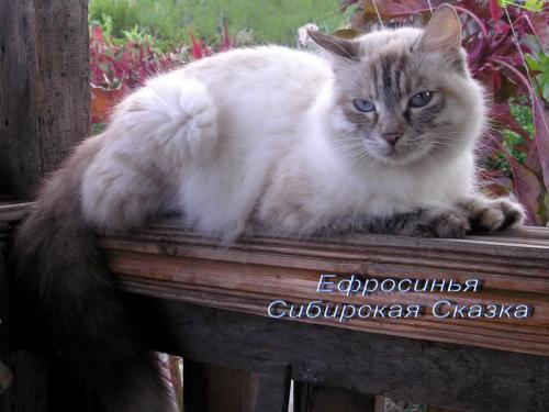 Efrosin'ja Sibirskaja Skazka (����)