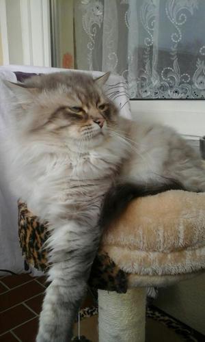 Arnold Blagovest Grand Coeur (����)